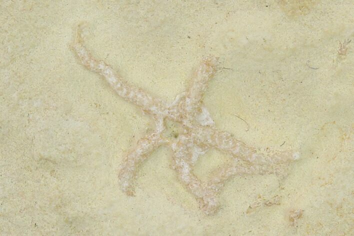 Jurassic Brittle Star (Sinosura) Fossil - Solnhofen #132400